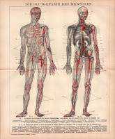 cca 1900 15 db anatómia témájú nyomat a a Brockhaus lexikon 14. kiadásából, 17x25 és 25x31 cm