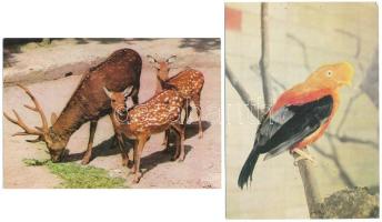 55 db MODERN állatos képeslap / 55 modern animal motive postcards