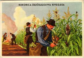 Kukorica üszöggolyva kivágása. Magyar mezőgazdasági propaganda reklámlap, Klösz / Hungarian agricult...