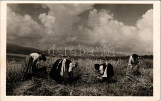 1941 Csíkmadaras, Madaras; Aratás, Andory Aladics Zoltán mérnök felvétele / harvest, Hungarian folklore, Ciuc County