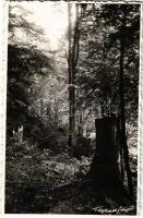 Tusnádfürdő, Baile Tusnad; erdő részlet / forest. Gáll Béla photo