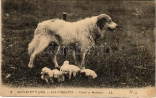 Scenes et types. Les Pyrenees. Chiens de Montagne / mountain dogs (fl)