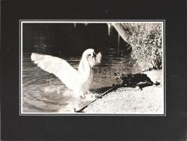 Rudolf Dalgerer 2 db természetfotója (lepke és hattyú), kartonra kasírozva, az egyik a hátoldalon je...