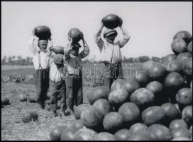 cca 1933 Dinnyeszüret idején, Kerny István (1879-1963) budapesti fotóművész hagyatékából 1 db modern nagyítás, jelzés nélkül, 15x21 cm