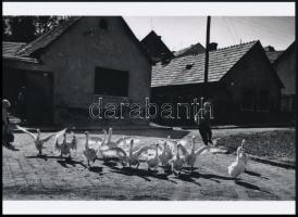 cca 1960 Kecskemét, Ludas Matyi tizenhárom libuskáját terelgeti, Krisch Béla (1929-?) kecskeméti fotóművész hagyatékából 1 db modern nagyítás, 15x21 cm