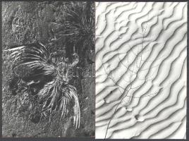 ,,Élet és halál" a Kiskunsági Nemzeti Parkban, eltérő időben készült felvételek, Vincze János (...