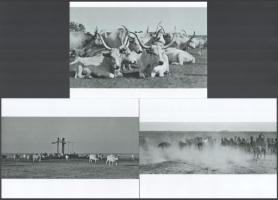 cca 1930 Hortobágyi hangulatok, Kerny István (1879-1963) budapesti fotóművész hagyatékából 3 db modern nagyítás, jelzés nélkül, 15x21 cm