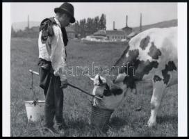 cca 1935 Reich Péter Cornel (?-?) budapesti fotóművész hagyatékából 1 db modern nagyítás (Itatás), jelzés nélkül, 15x21 cm