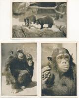 Budapest XIV. Székesfővárosi Állatkert - 5 db régi állatos képeslap