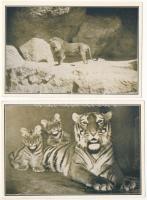 Budapest XIV. Székesfővárosi Állatkert - 5 db régi állatos képeslap