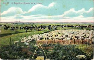 Republica Argentina, Remate en el Campo / animal auction at field (fl)
