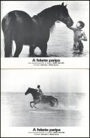 cca 1979 ,,A fekete paripa" című amerikai film jelenetei és szereplői, 6 db produkciós filmfotó...