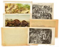 cca 1900 Állatvilág, 11 db (többségében színes) melléklet a Pallas Nagy Lexikonából, vegyes állapotban, 24x15 cm körül