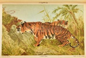 cca 1900 Állatvilág, 11 db (többségében színes) melléklet a Pallas Nagy Lexikonából, vegyes állapotb...