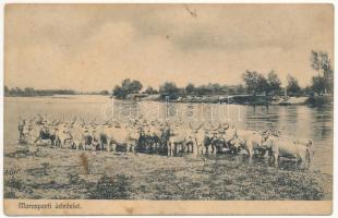 1910 Marosparti üdvözlet. Adler fényirda / Greetings from the Mures riverside, cattle (EK)