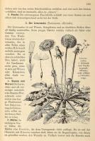 Dr. O. Schmeil: Leitfaden der Pflanzenkunde. Ein Hilfswerk für den Unterricht an höheren Lehranstalt...