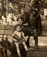 Állatokat ábrázoló, vegyes régi és modern fotók, össz. 42 db, vegyes méretben