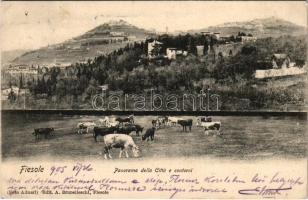 1905 Fiesole, Panorama della Cittá e contorni / general view, herd of cows (fl)