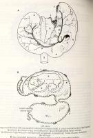 Dr. Nagy Emil - Dr. Széky Pál: Vadászható és védett vadfajainkról. Bp., 1995, Nimród Alapítvány. Kia...
