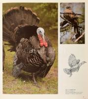 Nagy vadászkönyv. Szerk.: Papp Márió. Bp.,[1992], Geoholding-SKO. 313 p. Kiadói kartonált papírkötés