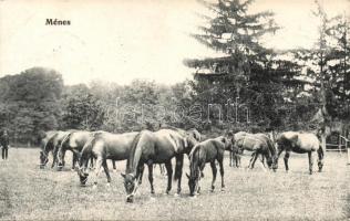 Dél-Magyarországi ménes / Southern Hungarian horse stud (EK)