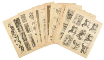 cca 1890-1900 össz. 13 db állat és növény témájú illusztráció (ló, kutya, szarvas, majom stb.) a Brockhaus Konversations-Lexikon 14. kiadásából. Nyomat, papír. 21x27 cm