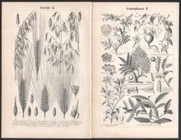 cca 1898 össz. 11 db növény témájú illusztráció a Meyers Kleines Konversations-Lexikon 6. kiadásából. Nyomat, papír. 21x26 és 21x13 cm