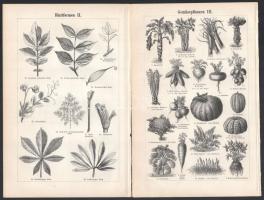 cca 1898 össz. 11 db növény témájú illusztráció a Meyers Kleines Konversations-Lexikon 6. kiadásából...