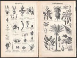 cca 1898 össz. 11 db növény témájú illusztráció a Meyers Kleines Konversations-Lexikon 6. kiadásából...
