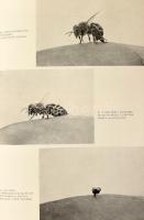 Halifman, [Joszif Aronovics]: A méhek. Ford.: Gellért György. Bp., 1955, Művelt Nép. Fekete-fehér fo...