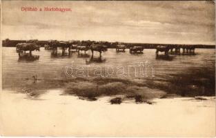 1910 Hortobágy, Délibáb. Mihályi Sámuel kiadása