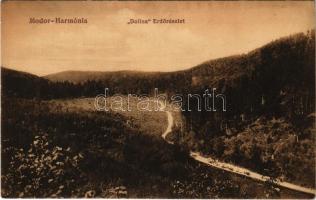 Modor-Harmónia, Modra; Dolina erdő részlet / forest