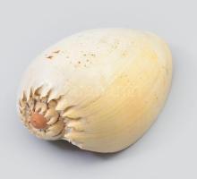 Cymbiola magnifica tengeri kagyló 15 cm Kis sérüléssel