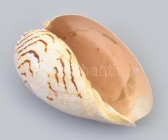 Cymbiola magnifica tengeri kagyló 15 cm Kis sérüléssel