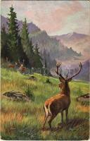 Berghirsche / Mountain deers. s: A. Mailick (EK)
