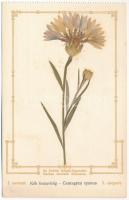 Kolozsvár, Cluj; Erdélyi Kárpát Egyesület kiadása I. sorozat 1. csoport. Kék búzavirág, élővirágos. Ifj. L. Bodor László növény- és virágpreparáló műintézete, valódi préselt virágos levelezőlap gyára Kolozsvár / Centaurea cyanus / real flower (EK)