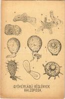 Gyökérlábú véglények. Dr. Méhes Gyula "Természetrajzi Levelezőlapok" / Rhizopoda (EK)