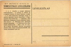 Gyökérlábú véglények. Dr. Méhes Gyula "Természetrajzi Levelezőlapok" / Rhizopoda (EK)