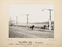 1941 Bp., Tulipán-díj, fogathajtó verseny, kartonra kasírozott fotó, Schäffer Ármin felvétele, a hátoldalon pecséttel jelzett, 22,5x17 cm