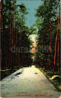 1918 Tarcsafürdő, Bad Tatzmannsdorf; Erdei sétatér / Waldpromenade (EK)