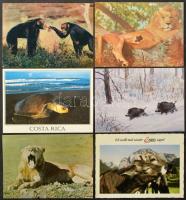 57 db MODERN állatos képeslap / 57 modern animal motive postcards