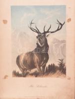 Nagy acélmetszetgyűjtemény, közte néhány litográfiával, össz. kb. 70 db, XIX. sz. közepe-második fel...