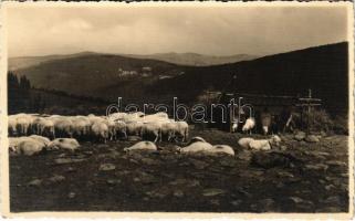 1937 Szebenjuharos, Hohe Rinne, Paltinis (Nagyszeben, Sibiu); Mulsul oilor / Melken der Schafe / Juhok fejése, juhnyáj / milking the sheep, flock of sheep (EK)