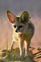 Marco Ferrari: Sivatagok. Ford.: Bedő Csaba. Pécs, 1996, Alexandra. Rendkívül gazdag képanyaggal ill...