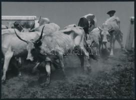 cca 1930-1940 Szendrő István (1908-2000): Hortobágy, pásztor szürkemarhákkal, pecséttel jelzett fotó...