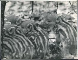cca 1975 ,,Mama nélkül" című, feliratozott vintage fotó, ezüst zselatinos fotópapíron, jelzés nélkül, 18x24 cm