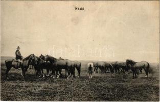 1916 Nekcse, Nasice; ménes, lovak / stud farm, horses + "K.U.K. MILITARZENSUR OSIJEK" (EK)