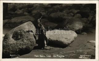 Terr. Santa Cruz - Un Pinguin / Penguin