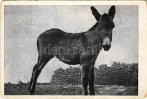 1942 Sümeg, szamár. Horváth Imre kiadása - Görz-ből (Gorizia) hoztak szamarakat mikor védővárrá erősítették a várat az ellátás biztosítására (kopott sarkak / worn corners)