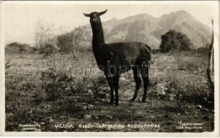 Republica Argentina, Region Andina, Vicuna.